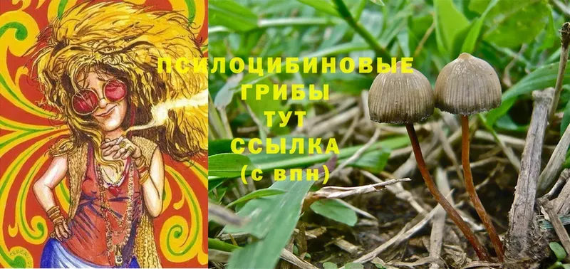 Галлюциногенные грибы Psilocybine cubensis  даркнет формула  Тырныауз  omg ONION 